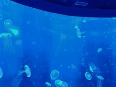 -江和美海洋公园