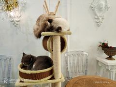 -共舞时光猫咖·狗咖(新街口店)