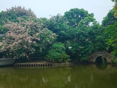 -金花茶公园