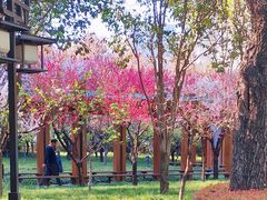 -木塔寺遗址生态公园