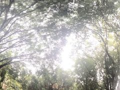 -瑞丽独树成林风景区