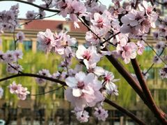 -桃花堤公园
