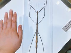 -上海昆虫博物馆
