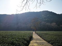 -龙井村
