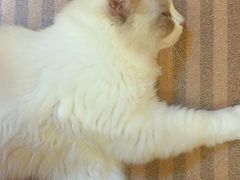 -MOCHA明星猫咖(田子坊店)