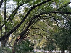 -上海佘山国家森林公园天马山园