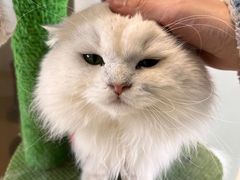 -猫在这儿猫咪咖啡馆·撸猫馆