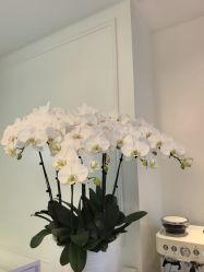 -YESIDO椰岛美容