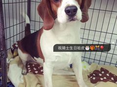 -汪说喵讲宠物乐园宠物酒店(红星美凯龙店)