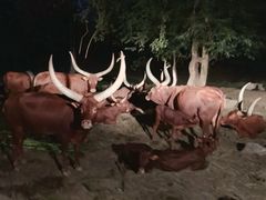 -清迈夜间动物园