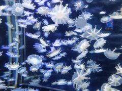 -太平洋海底世界