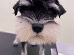 -BABIT巴比特宠物(MOMOPARK店)