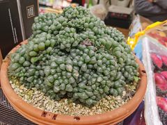 -鲜户(名仕花园店)