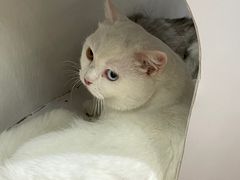 -COLOR PETS 撸猫馆·购猫·猫咖(长风大悦城店)
