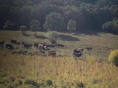 -塞罕坝国家级自然保护区