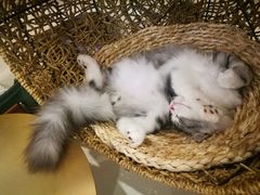 -飞行喵MR PILOT|猫舍·猫咖(静安大融城店)