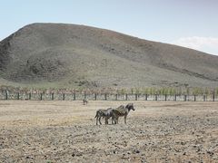 -新疆天山野生动物园
