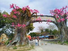 -天适樱花悠乐园