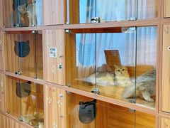 -猫十亿·布偶金渐层·曼基康矮脚猫舍(青年路店)