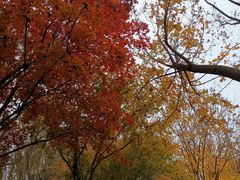 -大兴滨河森林公园