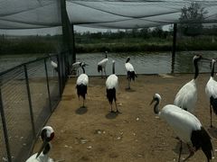 -盐城丹顶鹤湿地生态旅游区