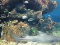 -沙沙哗啦海洋馆(华宇百花谷店)