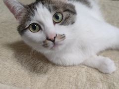 -北京观赏动物医院·24小时大型综合·猫专科·异宠专科