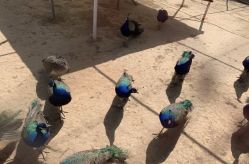 -萌宠亲子动物乐园(槐房万达店)