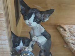 -山宅一喵德文卷毛猫舍