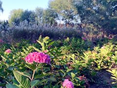 -北京麋鹿生态实验中心