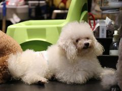 -more than meow吴止猫主题餐厅(承德 中船汇店)