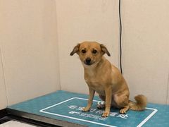 -安安宠医宠物医院·异宠·犬猫内科(岳阳分院)