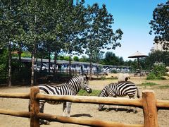 -大连森林动物园