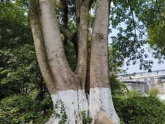 -桂湖森林公园