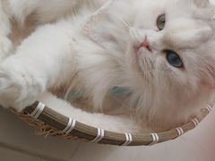 -共舞时光猫咖·狗咖(新街口店)
