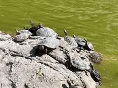 -泰山风景名胜区-普照寺