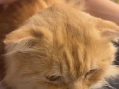 -猫咪派对(江南西店)