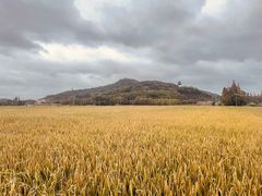 -上海佘山国家森林公园天马山园