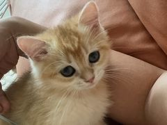 -中农国际动物医院24小时·猫科·骨科·急重症中心
