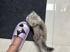 -爱侣宠医·鹦鹉专科·小型哺乳类·异宠专科(灵石路店)