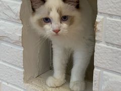 -momokira米努特·德文卷毛猫·棉花面纱犬