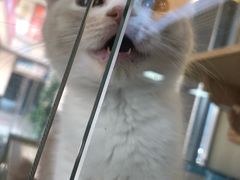 -秀猫阁·猫咪花园(万达店)