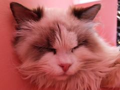 -藏猫猫咖啡主题馆(中央大道店)