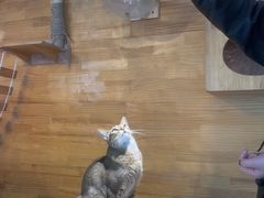 -喵屿·大理花园猫咖