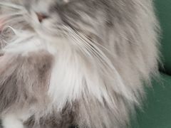 -安格丽娜·狗咖·猫咖羊驼咖(春熙路百盛商场店)