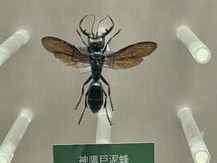 -国家自然博物馆