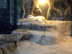 -清迈夜间动物园