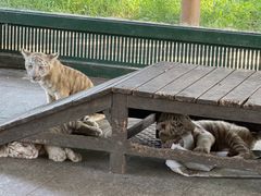-秦皇岛野生动物园