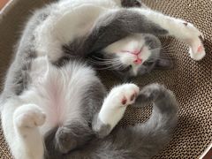 -东方名猫馆·英短金渐层布偶猫舍(环线广场1号楼店)