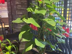 -红蜡烛-养生粥-津鲁菜(中山路店)